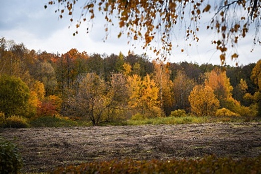 На землях лесфонда Подмосковья восстановили 3 тыс га леса с начала года
