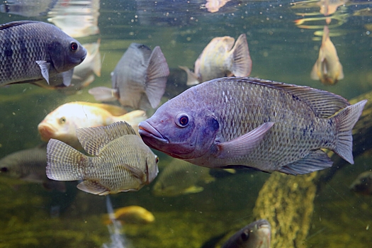 Популярная промысловая рыба оказалась заражена микропластиком