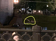 Появилось фото убийцы лебедя на Патриарших прудах