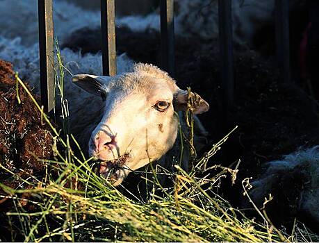 Жители российского города пожаловались на свалку жертвенных животных после Курбан-Байрама