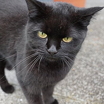 Впервые в мире: во Львове провели перепись уличных котов