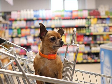 Депутат Бурматов: запрет на посещение магазинов с собаками не вписывается в тренды