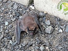 В Светлинском биозаказнике заметили гигантскую вечерницу