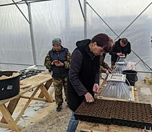 В Красноярском крае начали выращивать сосну в теплицах