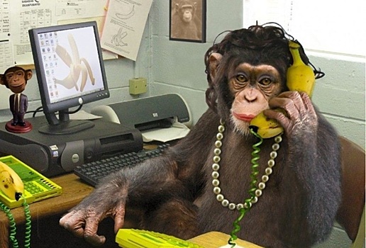 Тест: Отличите человека от обезьяны?