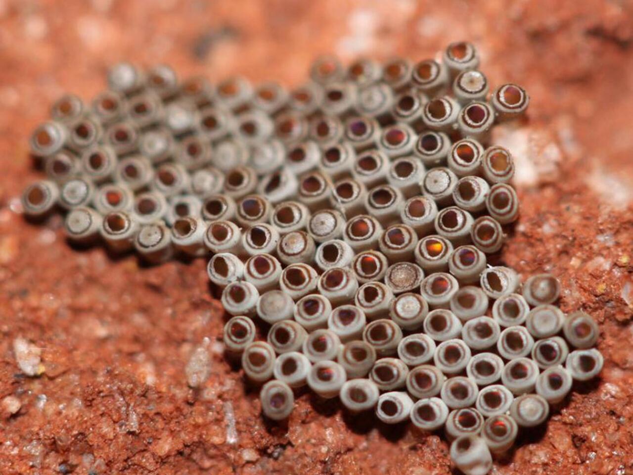 Воспользовался дырочками. Трипофобия цветок лотоса. Трипофобия лотос орехоносный. Засьарляа в стиральной машинке. Перламутровый трипофобия.