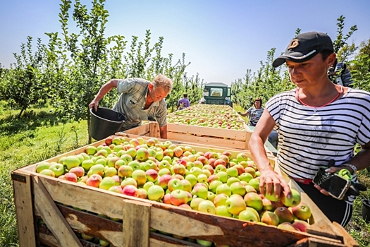 Новый рекорд: липецкие садоводы собрали 80 тысяч тонн яблок