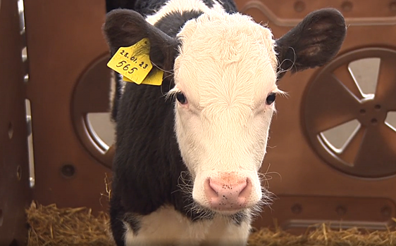 Телятник на 250 голов за 30 млн рублей построили в Гагинском районе