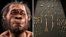 Учёные усомнились в умственном превосходстве sapiens над другими представителями рода Homo