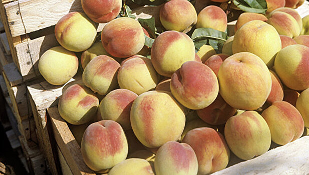 Россия запретила ввоз зараженных персиков из Турции