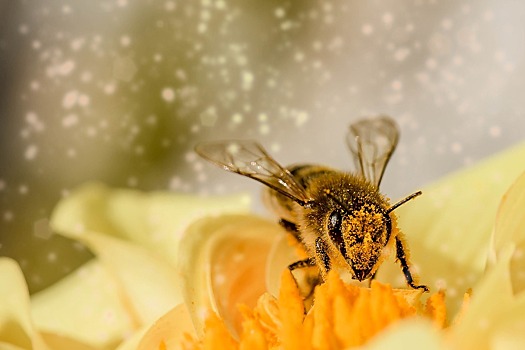 Пчелиный яд оказался средством борьбы с раком груди