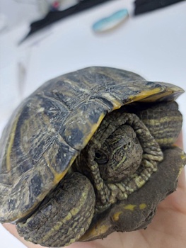 Жительница Курска нашла возле подъезда черепаху