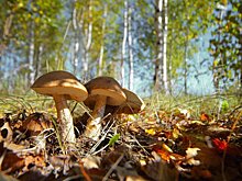 Миколог сообщил, что жара прервала грибной сезон в Подмосковье
