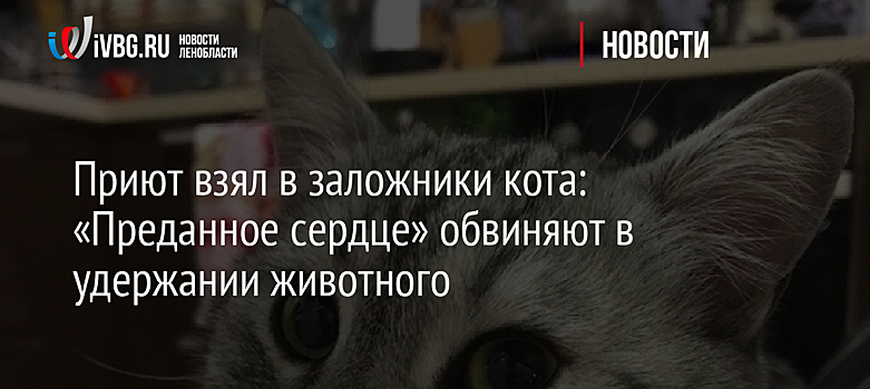 Приют взял в заложники кота: «Преданное сердце» обвиняют в удержании животного