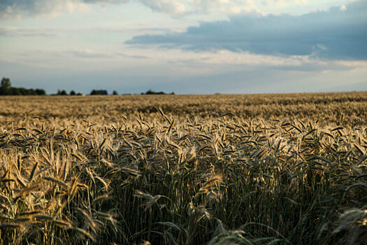 В Петербурге пройдет фестиваль FARM TO TABLE 2021