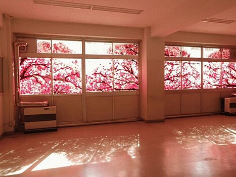 Кажется, что за окном цветет сакура. Но вы удивитесь, когда узнаете, кто и зачем создал эту красоту на самом деле