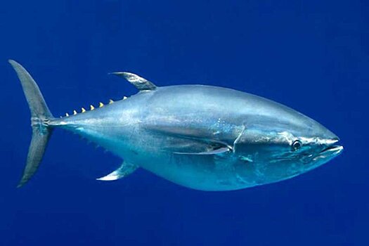 В Японии с аукциона продали самого крупного тунца в истории рыболовства страны