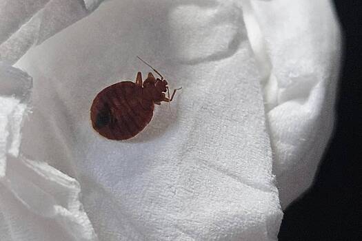 Монструозный клоп в самолете напугал пользователей Сети