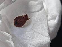 Монструозный клоп в самолете напугал пользователей Сети