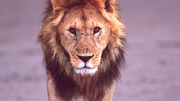 Лев сбежал от львицы со львятами