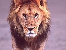 Лев сбежал от львицы со львятами