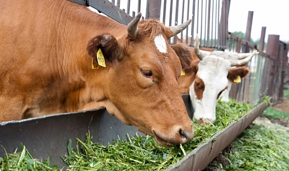 Сельхозпредприятие в Волгоградской области задерживало выплаты уволенным