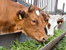 Сельхозпредприятие в Волгоградской области задерживало выплаты уволенным