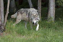 Испанские ученые рассказали о волке, который преодолел  рекордные 1240 км и пересек три страны