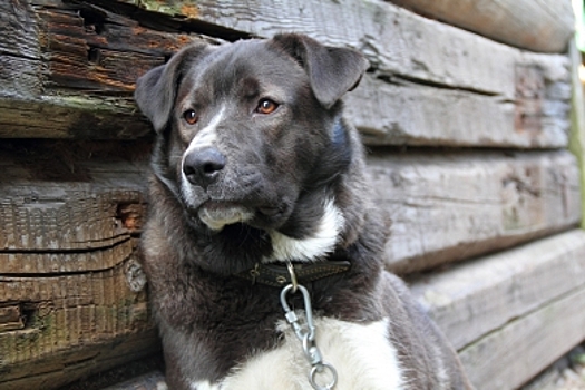 В Костромской области убили пса и превратили его в закуску