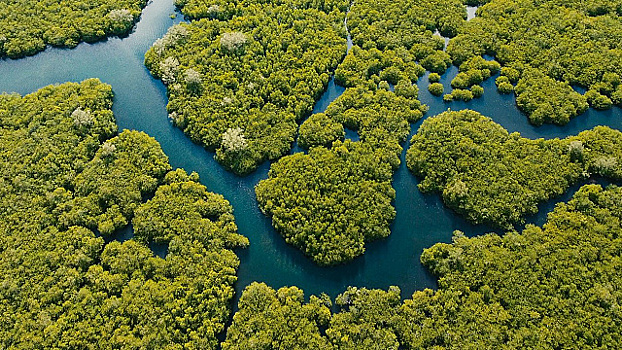 В Индонезии назвали экономические преимущества восстановления торфяников и мангровых лесов