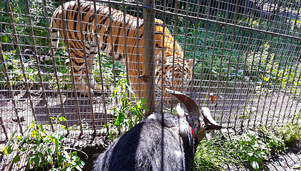 Cафари-парк Амура и Тимура попал в топ зоопарков мира