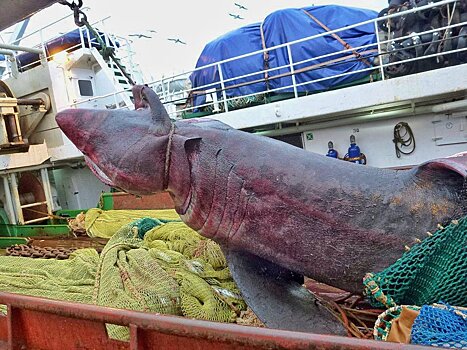 Россиянин, вылавливая сельдь, случайно поймал гигантскую акулу