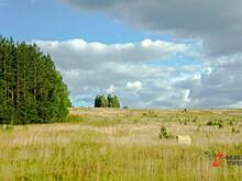 Плату за аренду челябинских земель, где выпускают замену импорту, могут уменьшить до 1 рубля