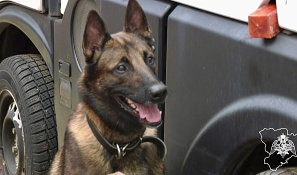 Четырехлапые волгоградские спасатели потренировались в поиске взрывчатки
