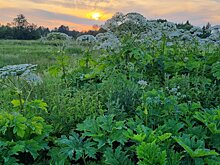 Петербуржцы требуют от комблага показать список подлежащих благоустройству парков и улиц