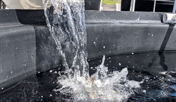 Выращивание золотистого дорадо до размера тарелки как новый тренд в аквакультуре