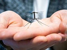 Микроробота RoboBee оснастили ногами в стиле вредной долгоножки