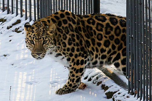 На двухлетнего ребенка в Приморье напал леопард