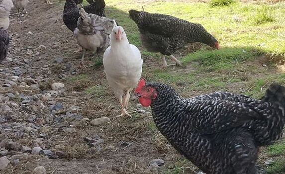 Свободу курицам и пользу пастбищного яйца потребителям