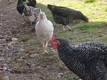 Свободу курицам и пользу пастбищного яйца потребителям