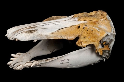 Найден необычный череп очень редкого гибрида
