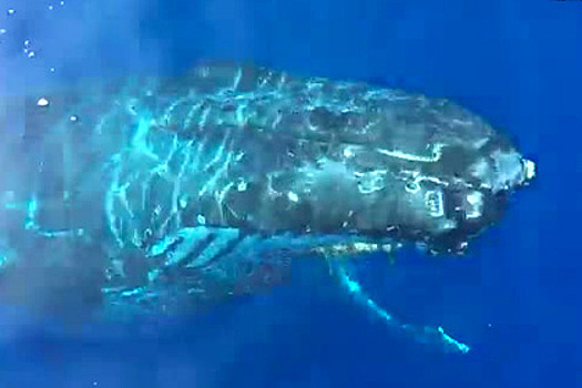 Группу туристов на лодке «поприветствовал» 21-тонный кит