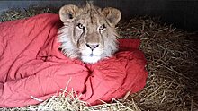 В зоопарке США лев не может уснуть без одеяла