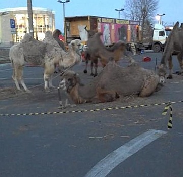 Приморцы пожалели верблюдов, стоящих на морозе в Находке