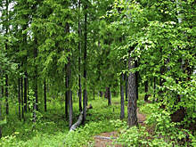 В лесах Свердловской области за шесть месяцев 2025 года потерялись 85 человек