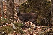 На Ставрополье нашли 70-сантиметрового оленя с клыками