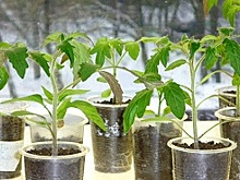 Заседание садоводов-огородников пройдет в библиотеке Дома культуры Дружба