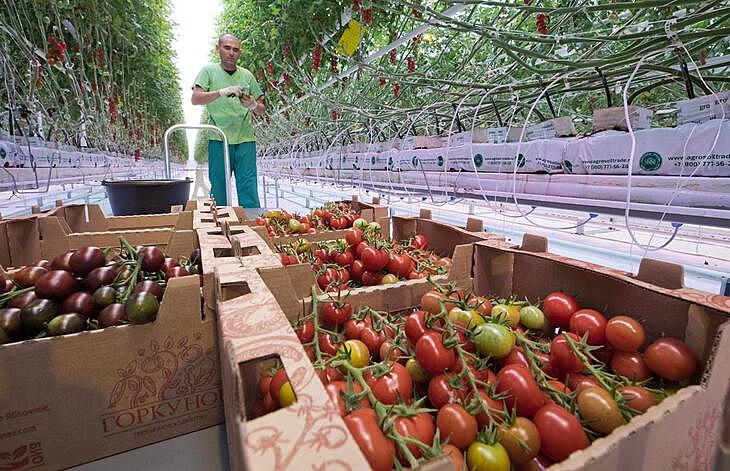 За последние три года в Республике Крым рост производства овощей увеличен на 40%