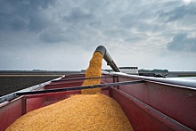 В России могут приостановить экспорт пшеницы и масла