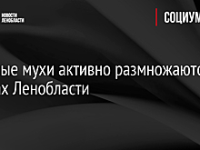 Лосиные мухи активно размножаются в лесах Ленобласти